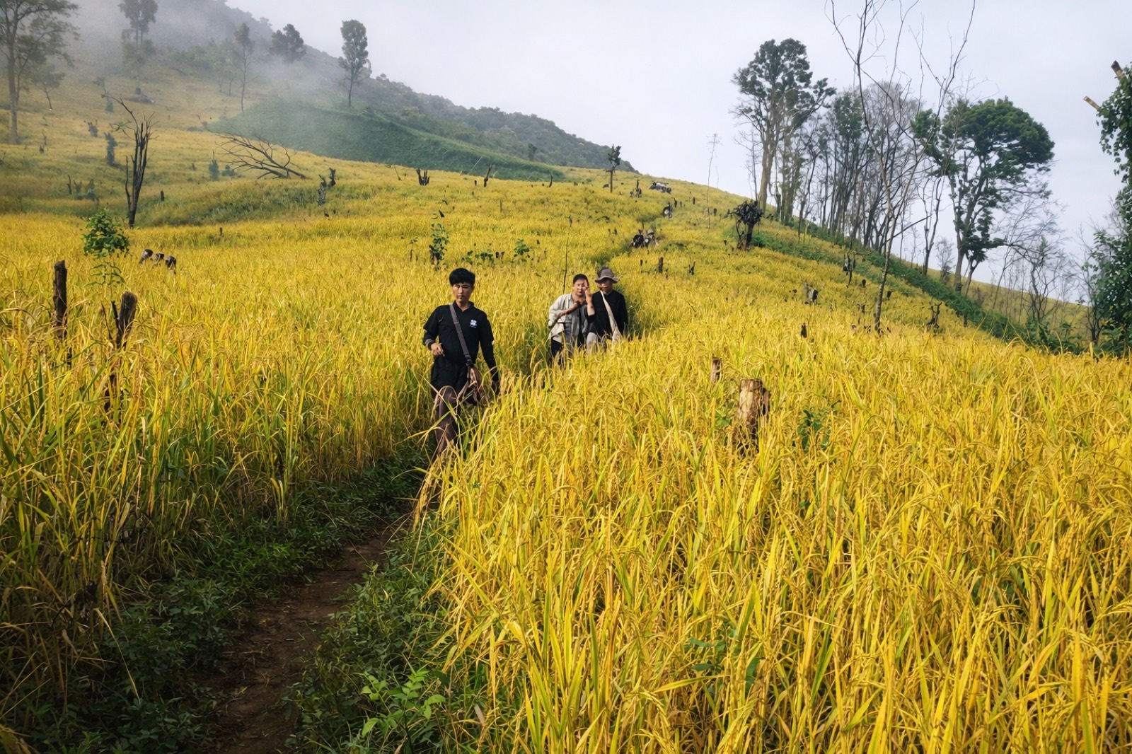 เดินป่า 1 วัน ป่าแม่วาง (Jungle Trekking)