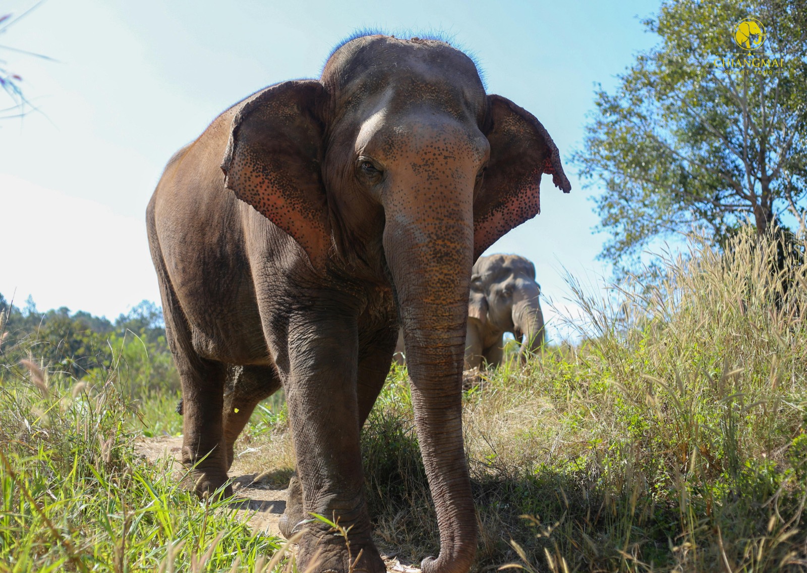 elephants